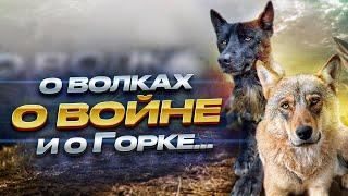 О волках. О войне. И о Горке…