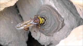 Potter Wasp building Nest