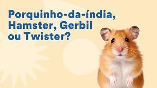 Hamster, porquinho-da-índia, twister ou gerbil: qual combina mais com você? | Petz TV