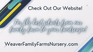 Discover the Best Plants from Weaver Family Farms Nursery - A Small Family Farm