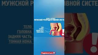 Анатомия мужской Репродуктивной системы