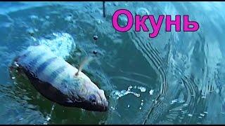 Окунь. Поклевка на поплавок. Рыбалка. Fishing angeln. ловил живца а потом на него окуня.