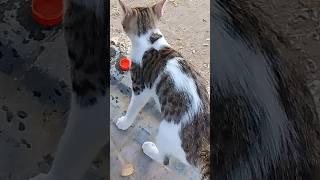 Viral Cat #Viral Video #Viral #trending #Sheryar Official