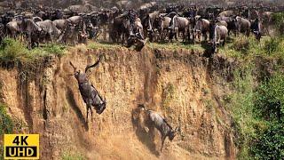 Große Migration/ Überlebenskampf/ Gnus überqueren Flusskrokodil – Serengeti Nationalpark