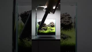 Dooa Neo Glass Air 20x20x20 Maintenance ️