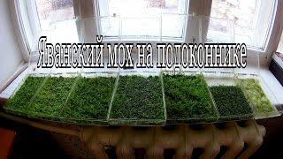 Яванский мох выращивание на подоконнике / Java moss growing on a windowsill