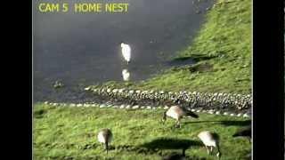 Eaglecrest Wildlife 'The Goosestone Family' ? _12.20.12_