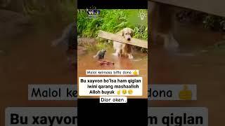 QILGAN ISHINI QARANG MASHAALLOH ️ #shorts #tiktok #reels #funny #istagram #million #rek #like #1m