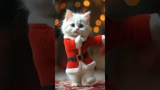 Funny petdance kucing joget lucu #catdanve #petdance #kucinglucu #kucingjoget #kucingimut #shorts