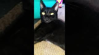 Black Cat Dangerous Eyes