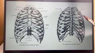 Кеуде қуысының анатомиясы |қабырға анатомиясы|төс сүйегі анатомиясы|