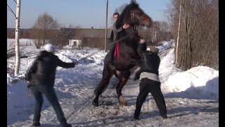 На что смотреть при покупке лошади.