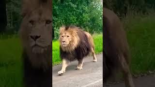 When a king walks among us.  The walk the mane the swagger. A lion walking along