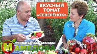 Отвечаем на ВСЕ вопросы: ВКУСНЫЙ ГИБРИД ТОМАТ СЕВЕРЕНОК