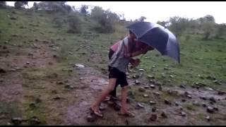 Amlari