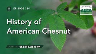 History of the American Chestnut - From the Woods Today - Episode 114
