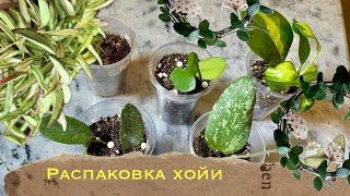 Распаковка  хойи , моя новая любовь  #зимнийсад #сортахой #распаковкапосылок