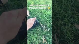 ️ What is SuperFeast 30 Days Of JING? #superfeast #jing #tcm #shorts