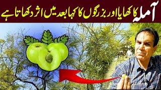 The Miraculous Benefits of Amla | Dr Shahzad Basra