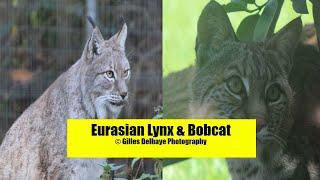 Eurasian Lynx & Bobcat (Red Lynx) - The Differences - G.Delhaye Photography