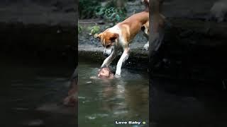 The dog risked his life to rescue the baby #dog #rescue