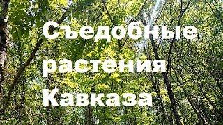 #Съедобные #растения #Северного #Кавказа.