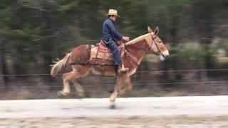 Bobby !!!  Ever seen a big 16 hand draft mule Lope like this. !!!!!  Must see ️️‼️‼️‼️‼️‼️‼️‼