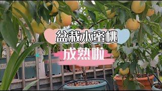 盆栽水蜜桃成熟了，和一些夏季桃树养护知识分享