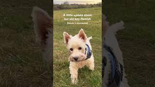 A few worrying days with our old boy #boatdog #westie #olddog