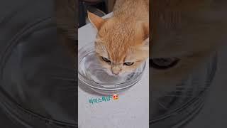 스토커냥큐리~(늘 집사걱정ㅠ)#cat #고양이 #반려묘#브리티쉬숏헤어  #cute #찍먹#깔끔냥#해피주말