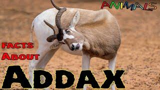 Facts about Addax | educational videos | general knowledge video | Facts videos