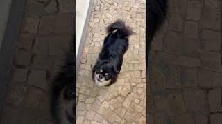 Cute dog #animals #lulu #chihuahua #pets #dog #puppy #cat #kitten #shorts #short #dog #cat