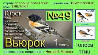 Вьюрок. Юрок. Голоса птиц