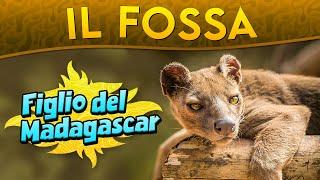 Il Fossa: figlio del Madagascar ► Puntata 164