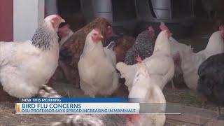 Bird flu spreading in Ohio among mammals