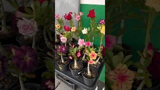 Adenium Plant Online Sale  #adenium #plants #flowers #gardening #adeniumlover #desertrose