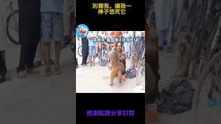狗狗只搞笑動物系列第539集 別攔我，讓我一棒子悠死它 #搞笑 #黃狗 #monkey #搞笑 #黃狗 #主人 #panda #老友狗狗 #大熱門 #funny #大熱門 #animals #猴子