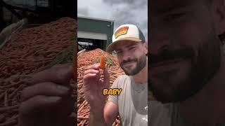 How Baby Carrots are made