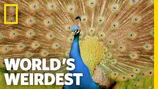 Peacock Courtship | World's Weirdest