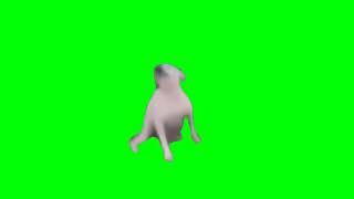 Download  «Meme: Dog Dance - Footage on Green Screen»