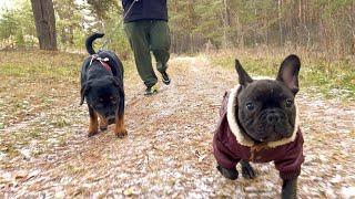 It looks like this Rottweiler is pretty scary for the French bulldog puppy