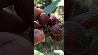 What happens to a coffee berry when struck with an iron hammer?