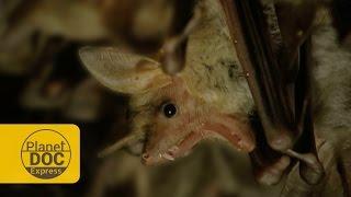 Bats | Planet Doc Express Docs