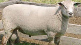 The Rideau Arcott - Sheep breed / High fertility