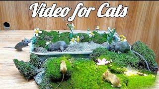 Cat and Mouse TV ~ Videos for Cats to Watch Mice