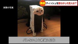 イタズラした後飼い主にバレないよう紙袋に同化する猫