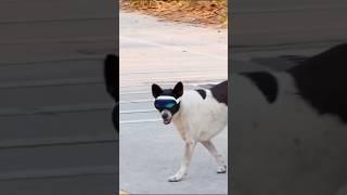 Dogs are becoming more technologically advanced #vr #applevision