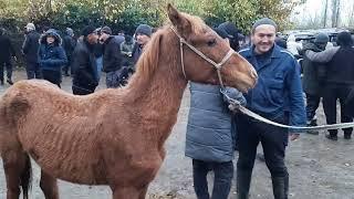 angren Mol bozori bugungi narxlar bilan tanishing07112024 #horse #molbozor #qoyboqish #rek #qoybozor