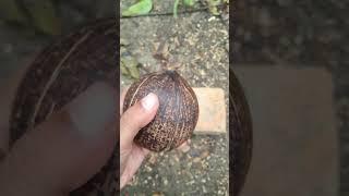 Breaking Coconut  #viral #ytshorts #trending #shorts