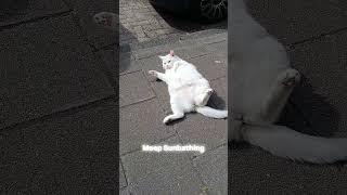 Sunbathing Cat #sunbathing #cutecats #catdad #catvibes #catlife #feelgood #grutube #meow #meowmeow